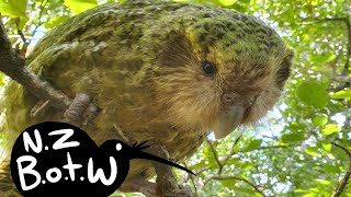 Kakapo  New Zealand Bird of the Week [upl. by Rafaellle]