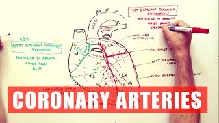 Coronary Arteries  Anatomy Tutorial [upl. by Carmelita]