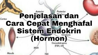 Penjelasan dan Cara Cepat Menghafal Sistem Endokrin Hormon [upl. by Pinter]