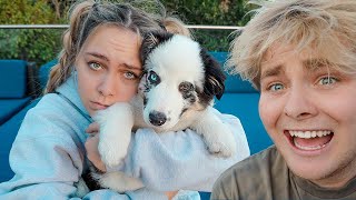 GIVING AWAY GIRLFRIENDS PUPPY PRANK [upl. by Donella]