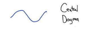 The Central Dogma Transcription and Translation [upl. by Nwadal434]