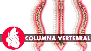 3D Columna Vertebral y generalidades de las vértebras [upl. by Engelhart]