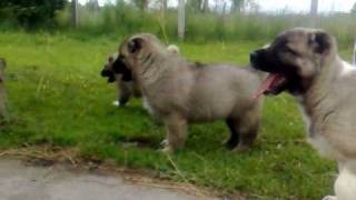 kangal puppies 7 weeks old [upl. by Burney]