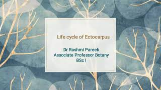 life cycle of Ectocarpus [upl. by Killie]