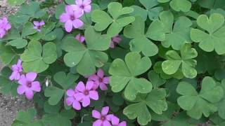 OXALIS DE FLOR ROSA Oxalis articulata wwwriomoroscom [upl. by Iphigenia]