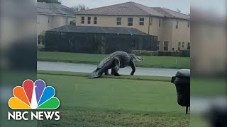 Check Ya Later Gator Massive Alligator Strolls On Golf Course  NBC News NOW [upl. by Ormsby]