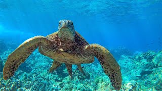 8 Hours  Relaxing Music with Sea Turtles in Hawaii  Great Escapes [upl. by Kwang]