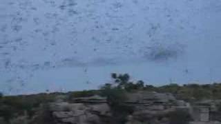 Bat Swarm Emergence at Carlsbad Caverns [upl. by Noyek43]