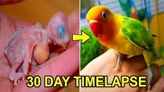 LOVEBIRD GROWTH STAGES  First 30 Days of Babies Timelapse [upl. by Algernon367]