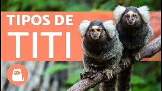 MONOS TITÍ 🐵 ¡TIPOS Y CURIOSIDADES [upl. by Anjali]