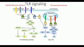 Toll like receptors TLRs signaling pathway  What are toll like receptors  Toll like receptors [upl. by Navinod]