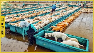 Dog Farm  China Raises 115 Million Dogs to Export Meat Every Year  Farming Documentary [upl. by Ameehsat]