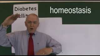 Diabetes 2 Blood Glucose Homeostasis [upl. by Mikiso50]