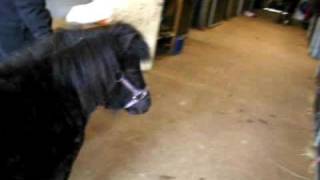 Hingst vid ston [upl. by Nogaem104]