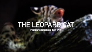 Leopard Cat Prionailurus bengalensis [upl. by Ashia]