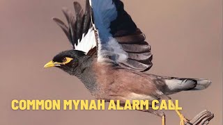 Common Myna Alarm Call Myna Sound  Myna Call  Mynah Bird Voice Myna Bird Call Myna voice Chirp [upl. by Primo]