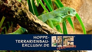 Terrarium für Fidschi Leguan  Brachylophus fasciatus [upl. by Haig]