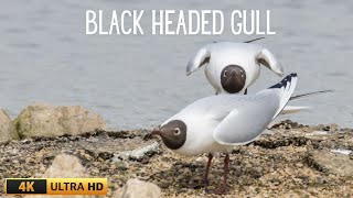 BLACK HEADED GULL  CHROICOCEPHALUS RIDIBUNDUS  BREEDING BEHAVIOUR  WWT SLIMBRIDGE [upl. by Wright406]