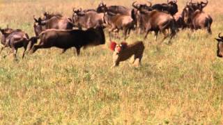 Incredibil Felina de la circ gonita de o antilopa in savana [upl. by Stanhope]