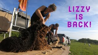 Incredible FEMALE Shearer  SHEEP SHEARING 2020 [upl. by Corney677]