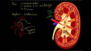 Le rein et le nephron [upl. by Sallee]