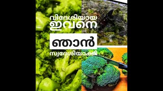 ഈ കറി ഇങ്ങനെയും വെക്കാം shorts broccolicurryrecipe broccolisubji [upl. by Killy843]