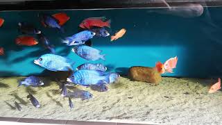 Placidochromis mdoka white lipsaulonacara FF [upl. by Notserc]