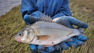 Fishing a Saltwater CREEK for SPRING White PERCH mega perch [upl. by Stortz509]