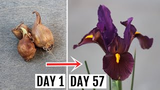 How to Plant Grow and Care for IRIS  The Complete GUIDE [upl. by Havens]