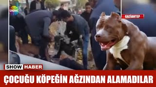 Çocuğu köpeğin ağzından alamadılar [upl. by Hefter]