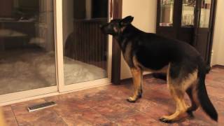 German Shepherd barking [upl. by Nnaynaffit]