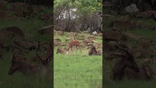 Tsessebe antelope sighting animals wildlife game nature [upl. by Aynekat]