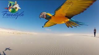 Freestyle Flyers Club  Adventure Film Teaser of Freeflighted Parrots [upl. by Mckay]