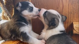 Siberian Husky Puppies Playing Crying amp SnugglingPuppies KissingHusky Puppies Cute amp Funny Video [upl. by Ettolrahs]