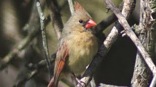 Female Cardinal chirping sounds [upl. by Agbogla]