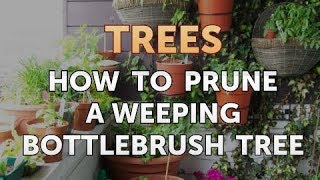 How to Prune a Weeping Bottlebrush Tree [upl. by Noxas]