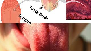 Biology – Sense Organs – How our tongue works  English [upl. by Akemot]