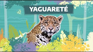 FaunaNativa  Ep 4 – Yaguareté [upl. by Anael]