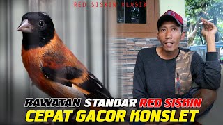 RAWATAN STANDAR RED SISKIN CEPAT GACOR [upl. by Gnos]