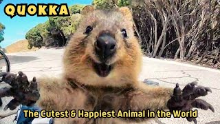 Quokka Meet the Happiest Animal in the World  Cutest Animal in Australia  A Smiling Marsupial [upl. by Dugas]