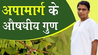 अपामार्ग Achyranthes Aspera के औषधीय गुण  Acharya Balkrishna  6 Oct 2019 [upl. by Yartnod570]