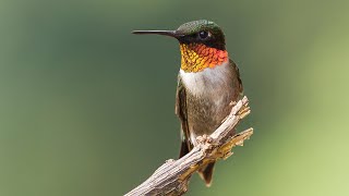 RubyThroated Hummingbirds [upl. by Nahtnahoj]