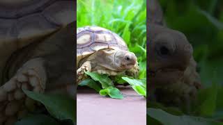 🐢 SONIDOS de TORTUGA  Aprende los SONIDOS de los ANIMALES 17 animales shorts [upl. by Elroy]