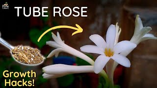 A Complete Guide On TubeRose Care  PureGreeny [upl. by Nya167]