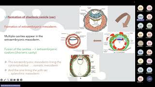 Gastrulation Prof Maha [upl. by Hollah]