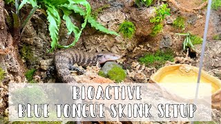 Setting up a Bioactive Blue Tongue Skink Enclosure  DIY Reptile Background [upl. by Ecnerwaled]