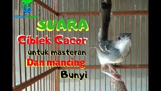 Burung masteran CIBLEK kristal GACOR ngotot berantakan [upl. by Erdnassak]