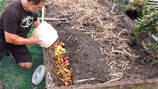 What Happens When You Bury Kitchen Scraps in the Garden [upl. by Geof]