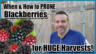 When amp How to Prune Blackberries for HUGE Harvests [upl. by Ahsiliw]