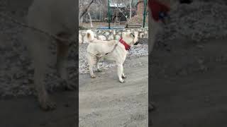 Kangal vs Pitbull 2 [upl. by Wauters338]